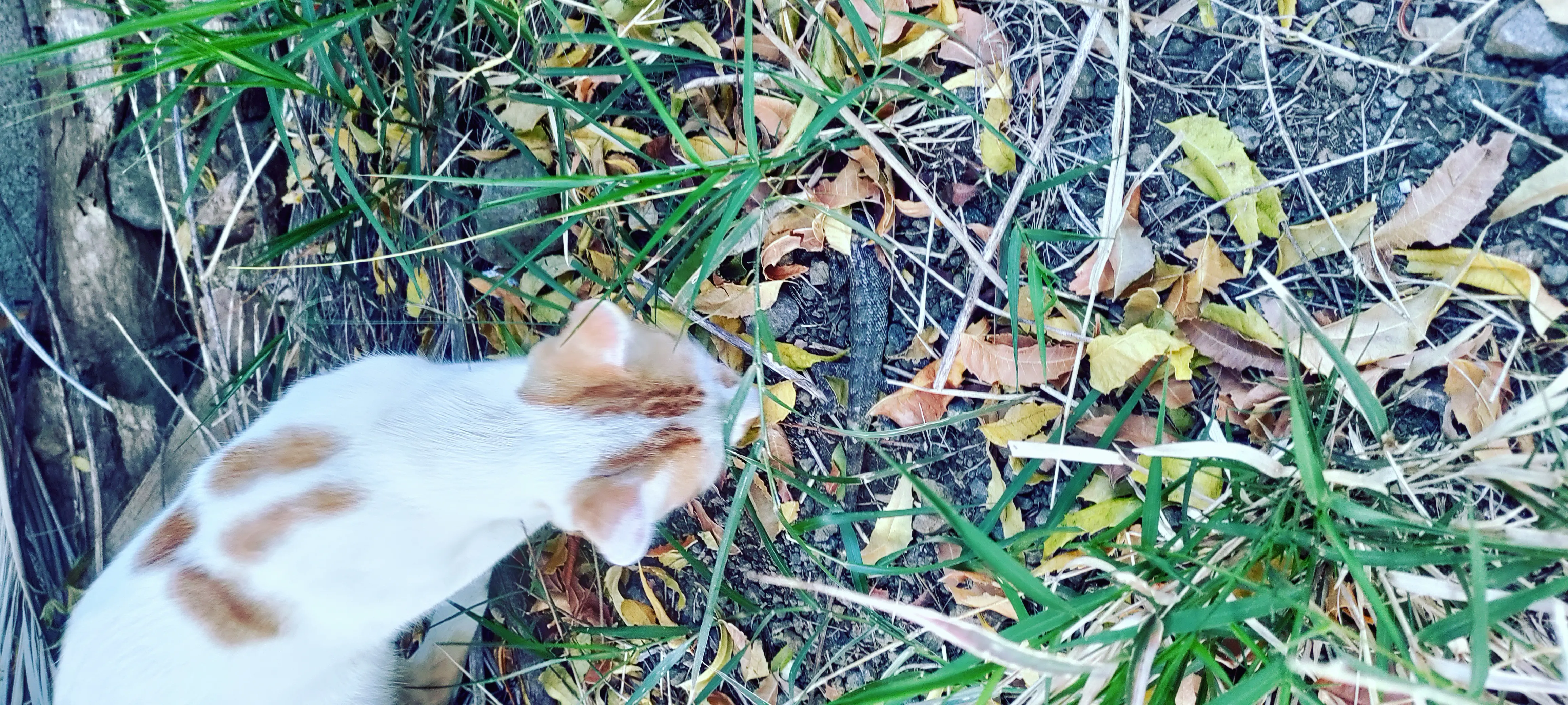 Cross found a chameleon